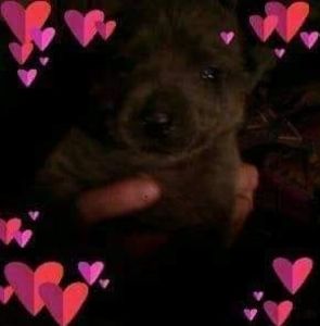 Meet your Posher, Candy